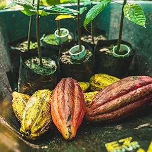 Hotel Chocolat - Everything Sleekster,355 Grams